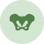 骨盤のイラスト